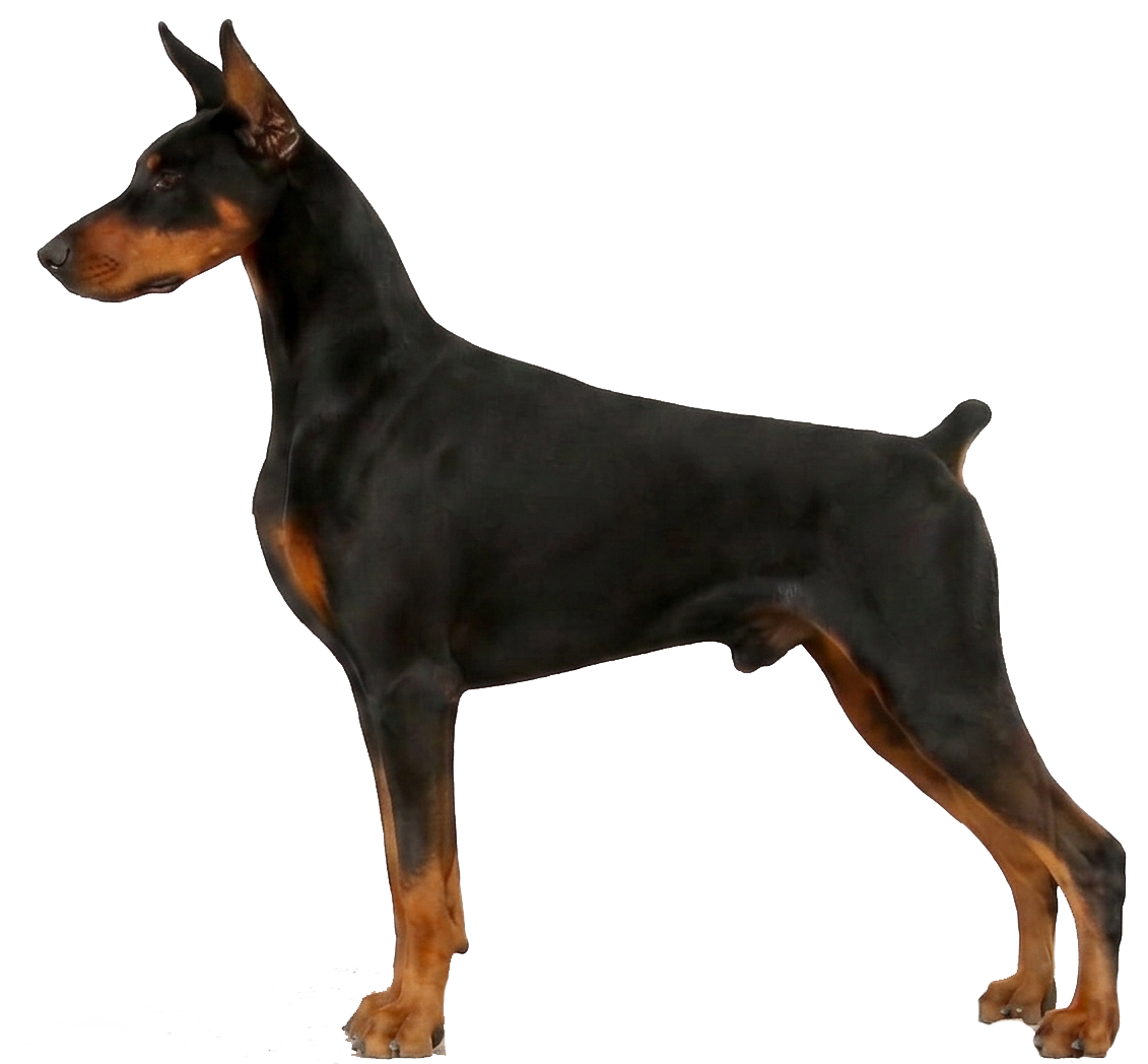 Porthos