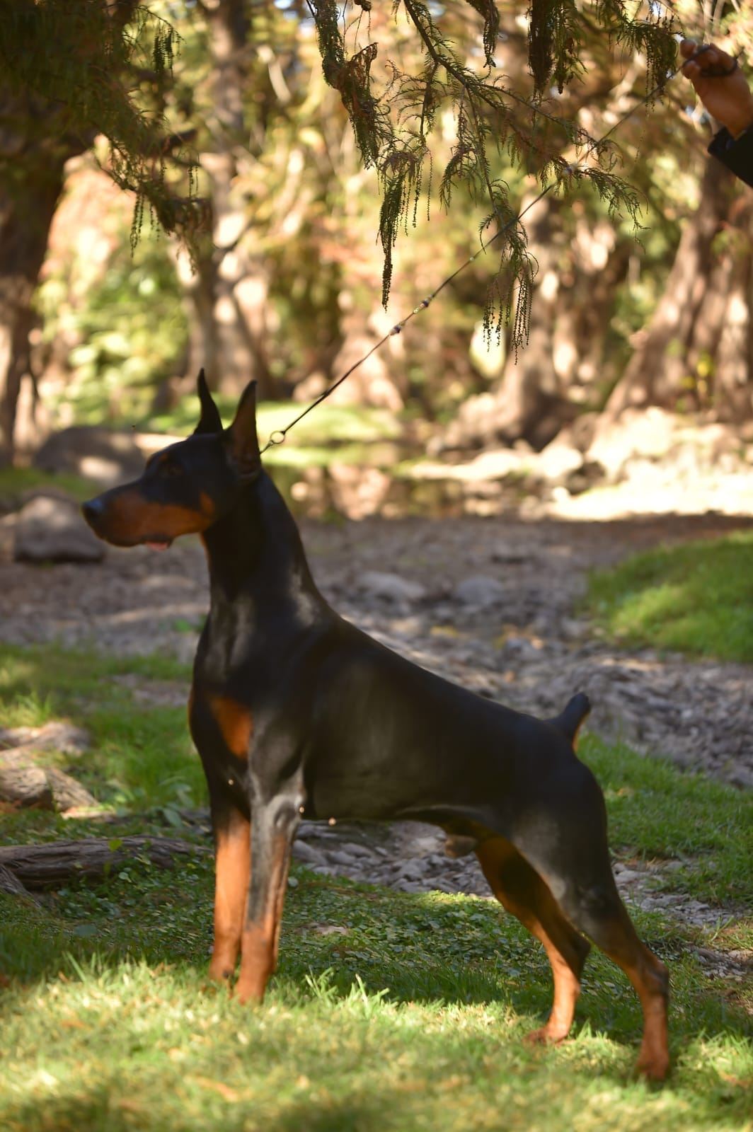 Porthos