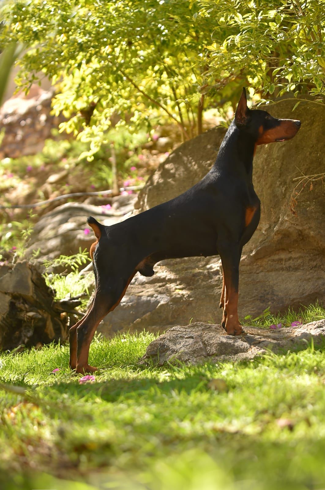 Porthos