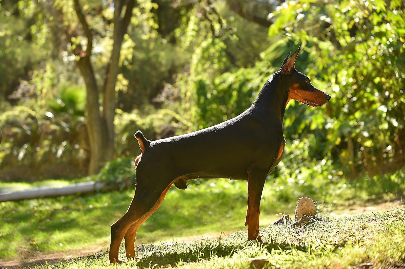 Porthos