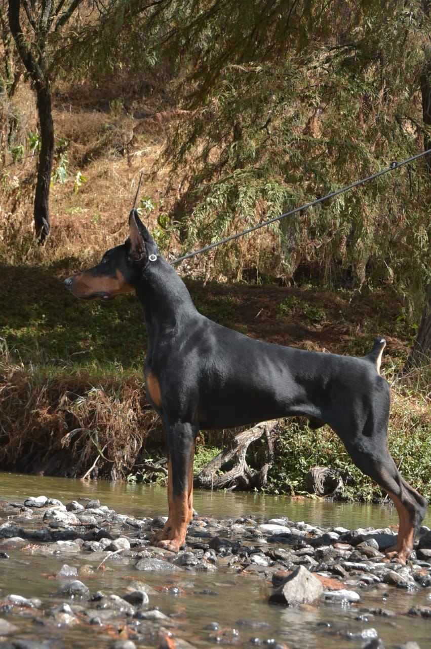 Porthos