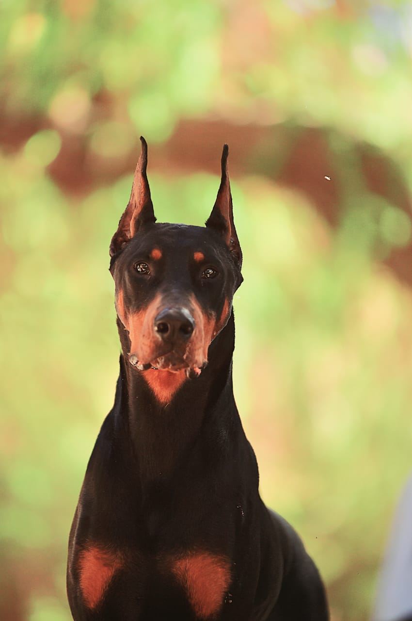 Porthos