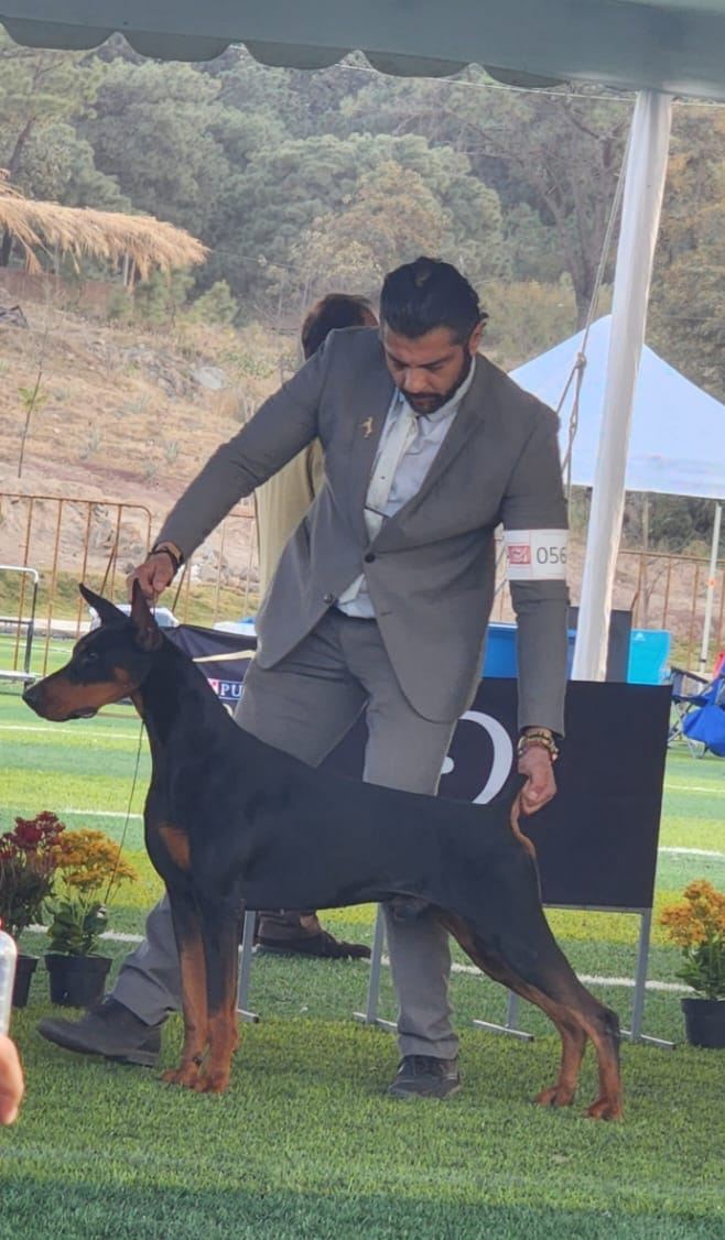 Porthos
