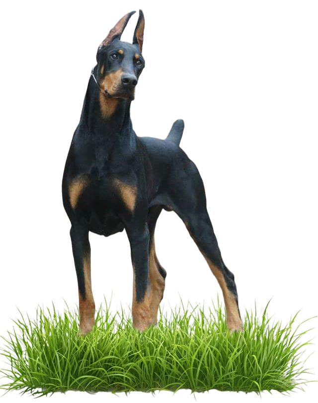 Kaiser