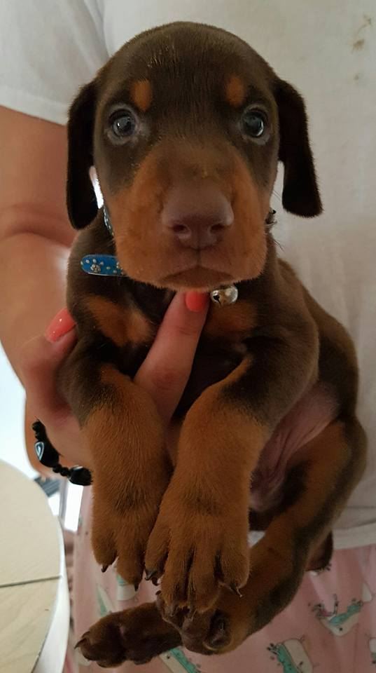 Cachorro