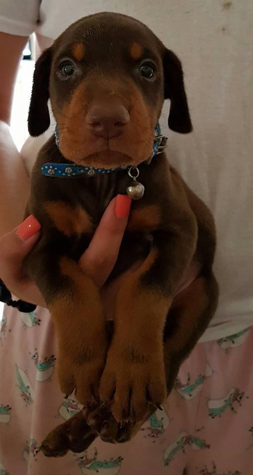 Cachorro